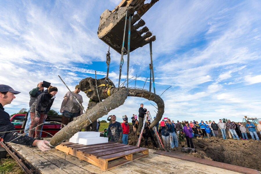 Un cráneo y colmillos de mamut son extraídos de una excavación en octubre de 2015 en una granja cerca de Chelsea, Míchigan.