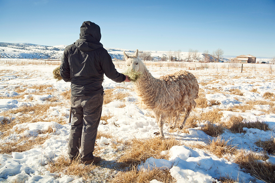 Un ganadero da de comer a una llama en un campo nevado.