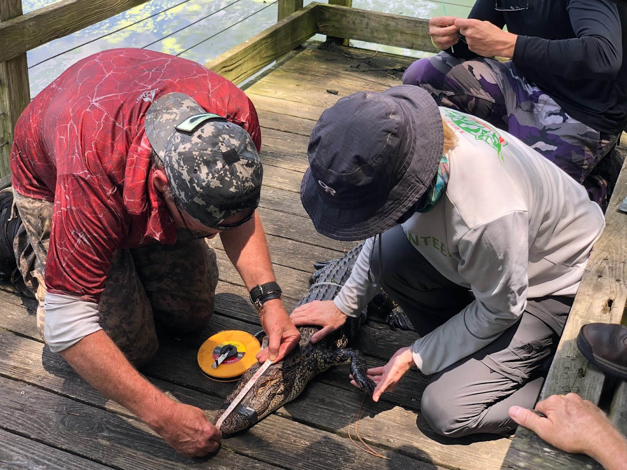 Midiendo un caiman Dos científicos miden el hocico de un caimán inmovilizado.