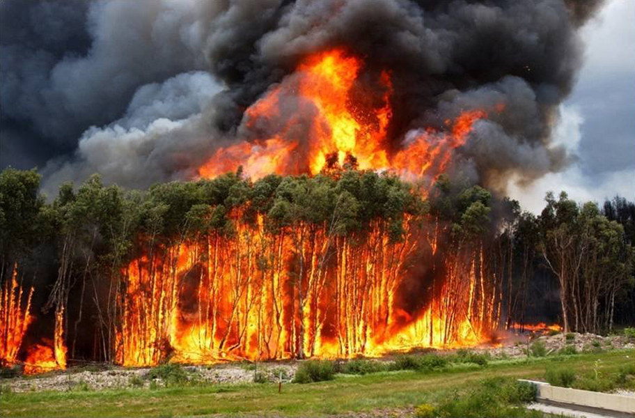 Árboles incendiados en los Everglades