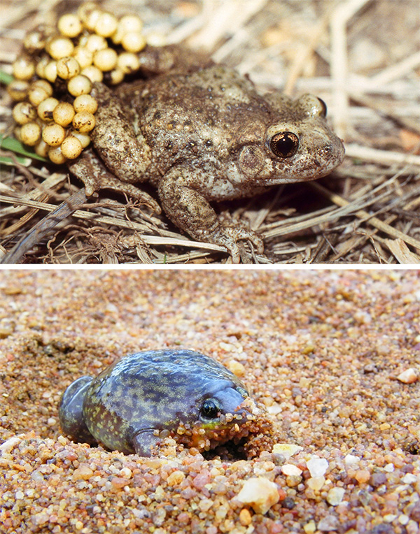 Fotos de un sapo con muchos huevos en las patas (arriba) y una rana en la arena (abajo).