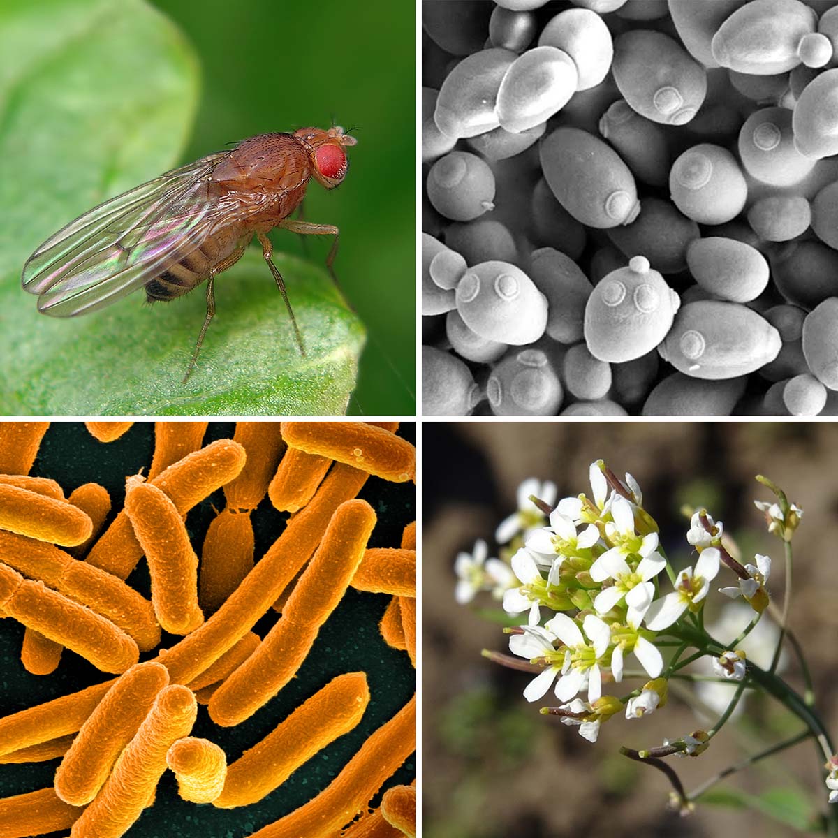 Modelos de referencia Cuatro organismos modelo: mosca de la fruta, levadura, Arabidopsis y E. coli.