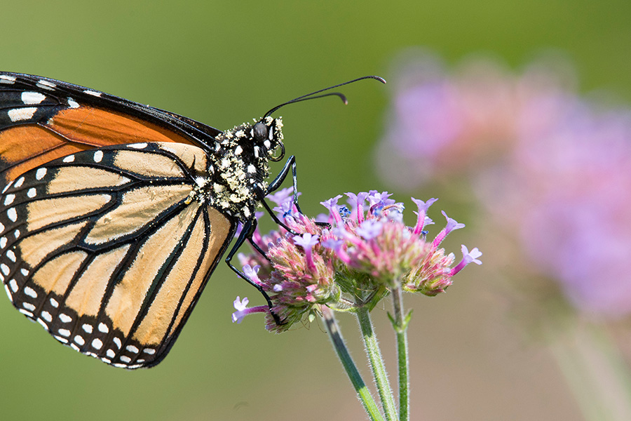 Una mariposa monarca cubierta de granos de polen se posa sobre una flor.