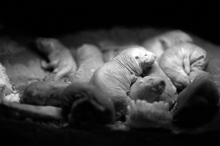 Foto de unas ratas topo desnudas acurrucadas.