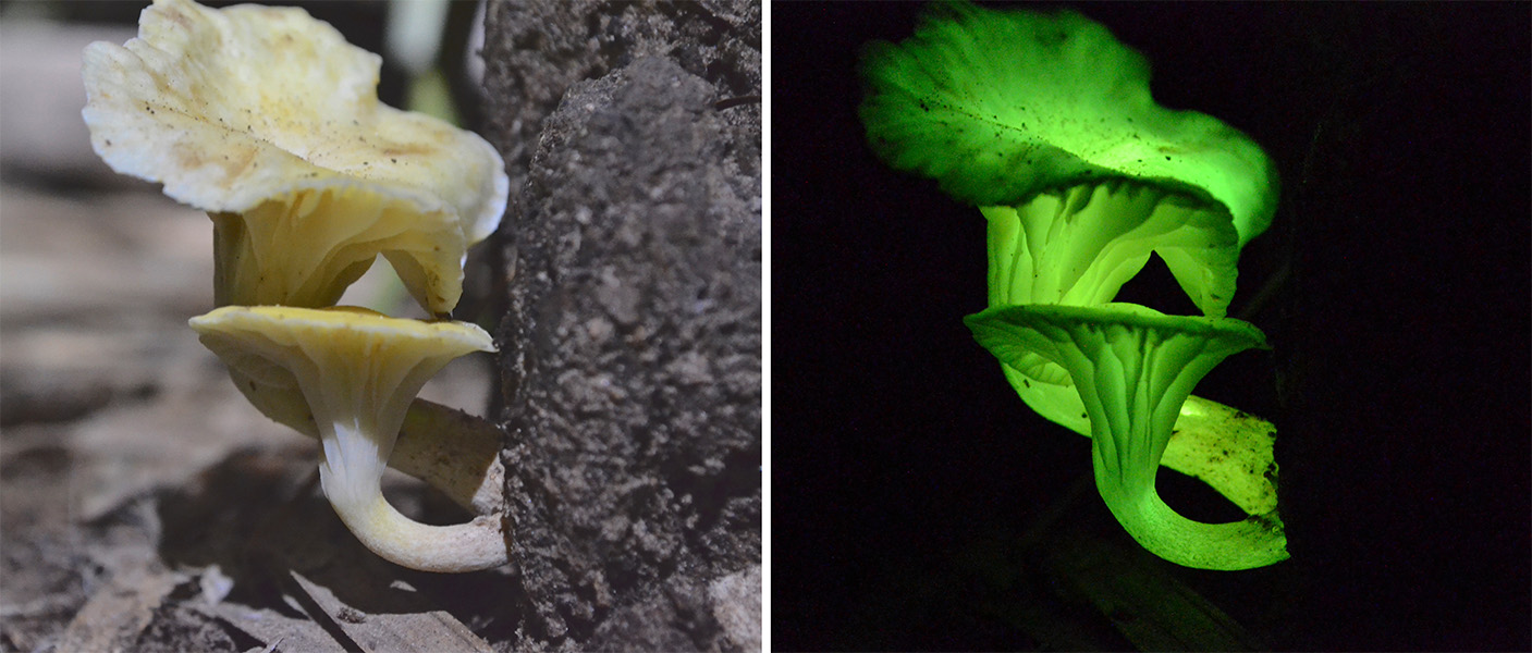 Un hongo creciendo en un tronco a la luz del día, el mismo hongo brillando en verde en la oscuridad.