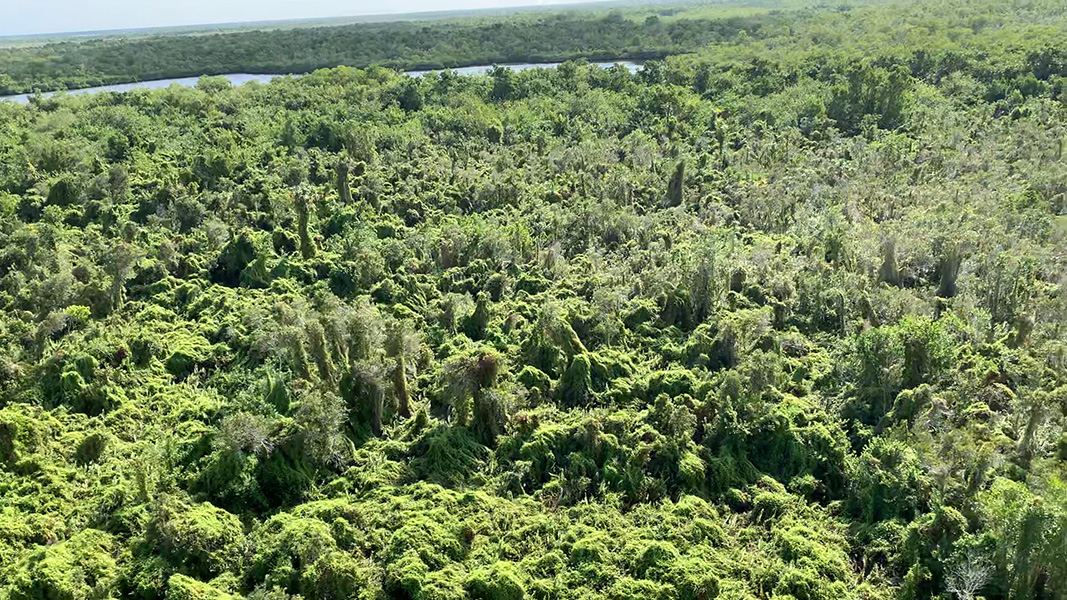 Vista aérea de los Everglades que muestra vastas franjas de árboles cubiertos de helechos.