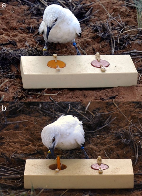 Dos fotos: un pájaro observa un trozo de madera con dos agujeros cubiertos por tapas de plástico; el pájaro ha picoteado y abierto una de las tapas.