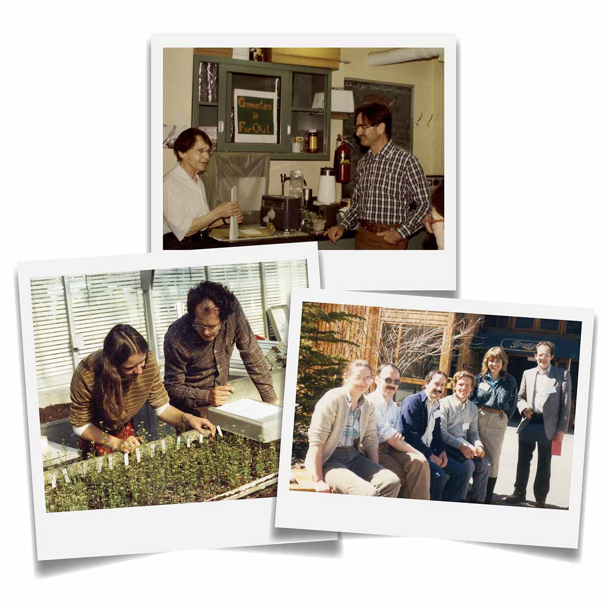 Trabajos iniciales con Arabidopsis Collage de tres fotos antiguas: científicos hablando en un laboratorio, dos investigadores en un invernadero observando bandejas de plántulas y seis científicos sonriendo a la cámara mientras están sentados al aire libre.
