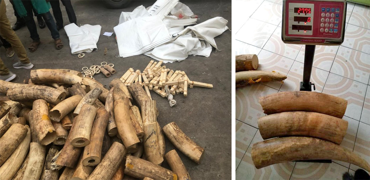 Dos fotos muestran trozos de colmillos de elefante en un almacén. A la izquierda hay una gran pila de marfil y a la derecha hay tres trozos sobre una balanza.
