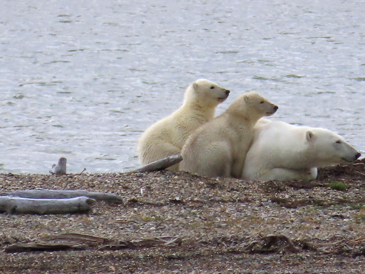 Foto de una osa polar con dos cachorros acurrucados junto a ella, en una playa junto al agua.