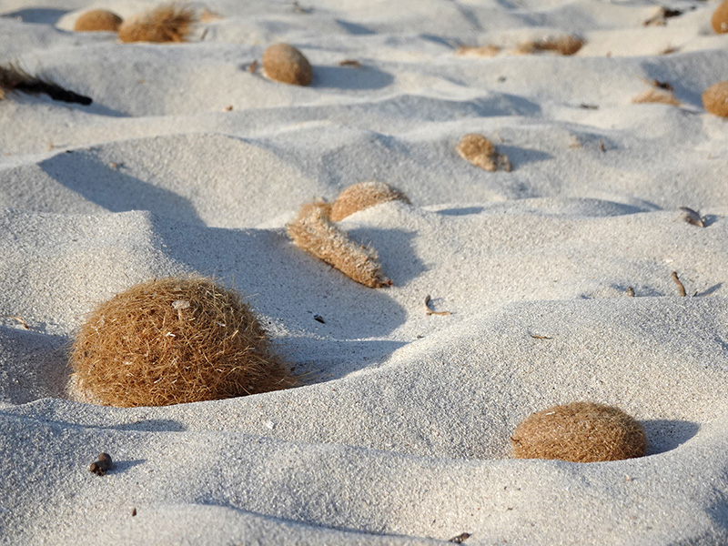 Bolas marrones fibrosas en una playa de arena