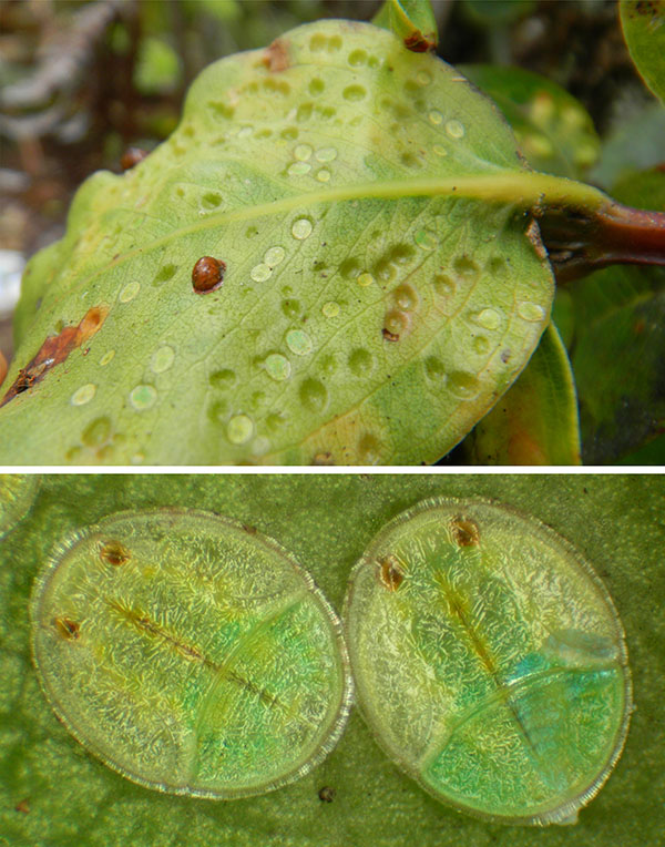 Fotografía de un insecto psílido y las agallas que desarrollan las crías en una hoja.