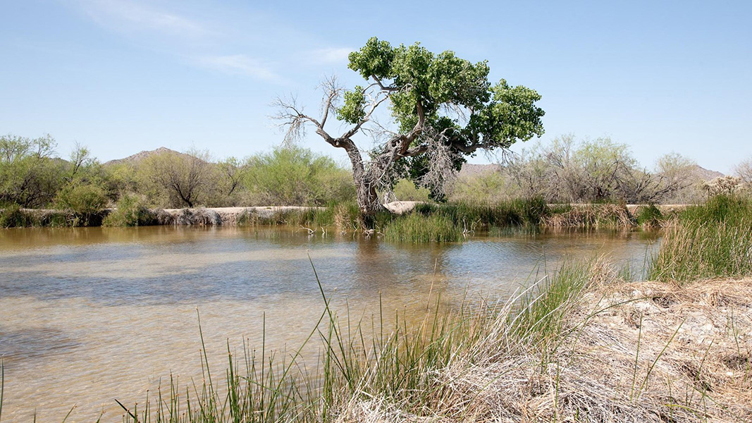 En la imagen se observa una masa de agua, rodeada por tierra árida. En medio del manantial destaca un árbol y al fondo se ven montañas.