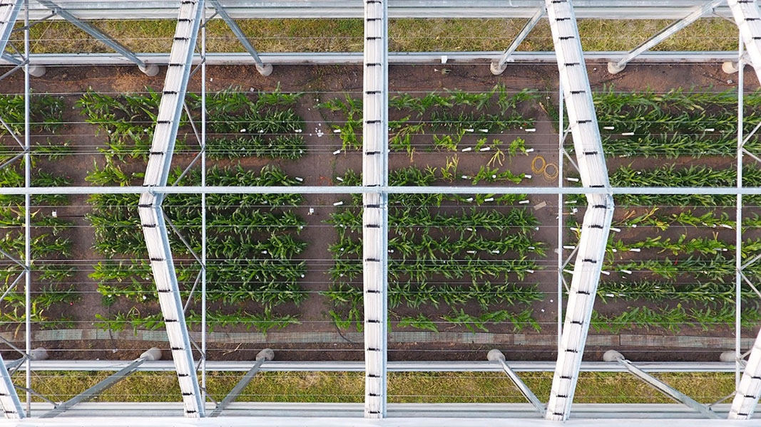 Refugio contra la lluvia Se observan parcelas de plantas en crecimiento desde arriba, alojadas bajo una estructura con puntales blancos y soportes para el techo.