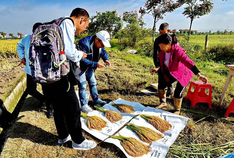 Un virus fúngico aumenta el rendimiento del arroz Personas se reúnen en torno a gavillas de arroz colocadas sobre una tela blanca; tres gavillas son notablemente más largas que las otras tres.