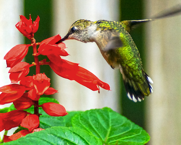 Un colibrí se cierne sobre una flor.