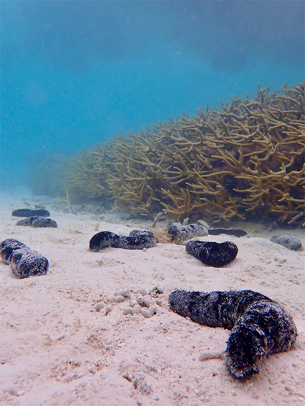 Pepinos de mar en el fondo marino La foto muestra media docena de pepinos de mar oscuros deslizándose por el fondo arenoso. Se aprecian rastros de arena excretada.