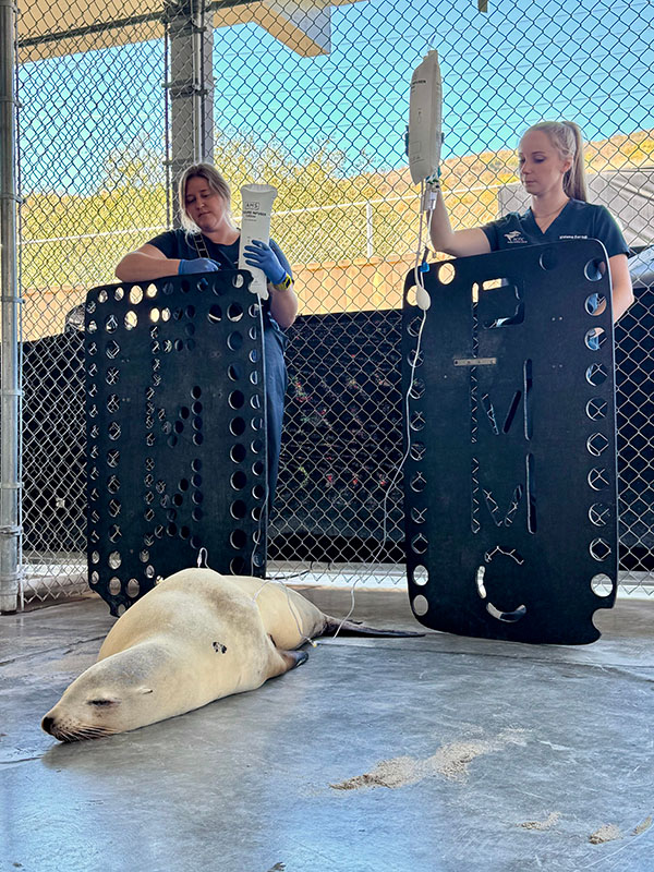 Un león marino enfermo Dos veterinarios sostienen bolsas intravenosas sobre un león marino enfermo.