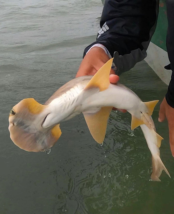 Un pequeño tiburón blanco, con orillas amarillas, es sostenido sobre el agua. Es un ejemplar de Sphyrna corona.