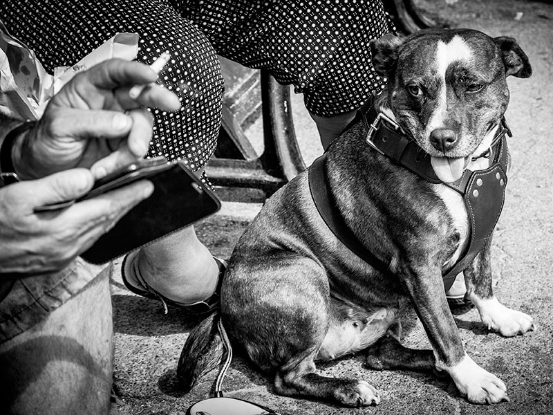Exposiciones de riesgo Un perro sentado junto a su dueño, que fuma un cigarrillo.