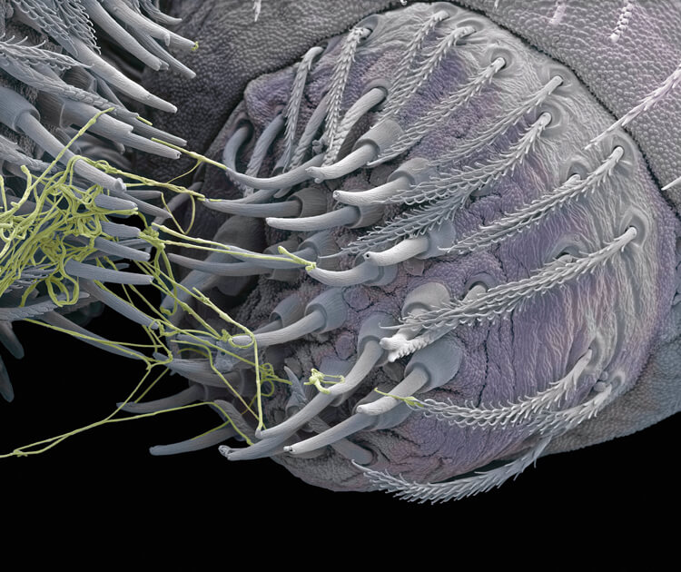 Micrografía electrónica de barrido de la hilera de una araña produciendo seda.