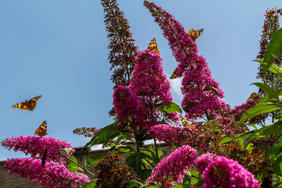 Un enjambre de mariposas alrededor de una flor alta y morada.