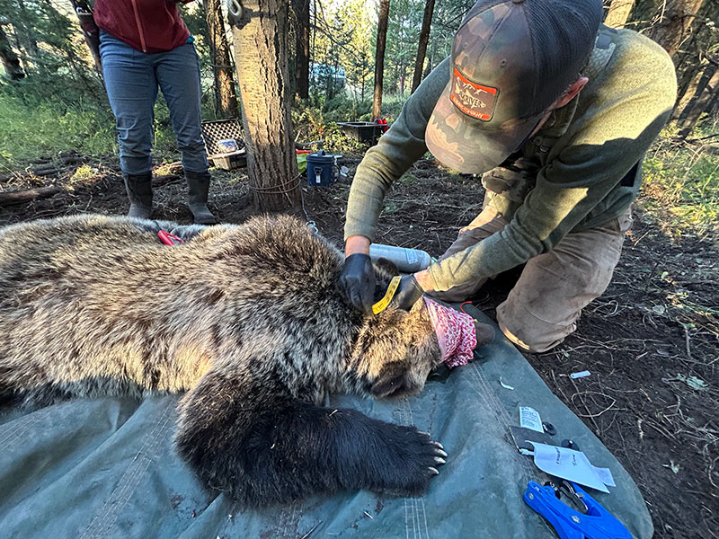 Un oso grizzly anestesiado yace sobre una lona mientras los biólogos lo atienden.