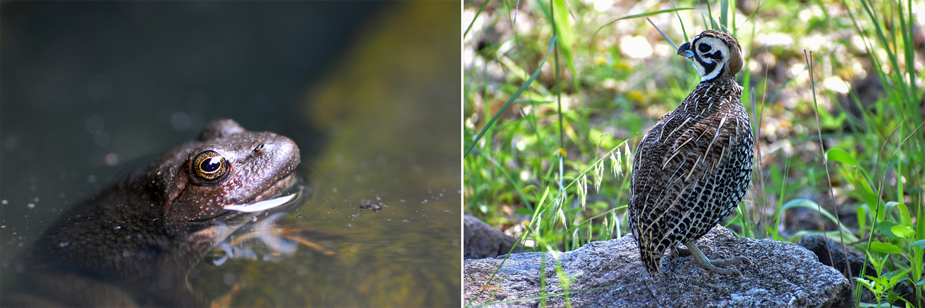 Dos fotos. En una se observa una rana en un charco y en la otra un ave posada sobre un piedra