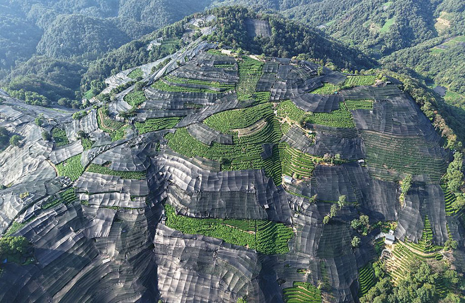 Una foto panorámica muestra campos de té en terrazas con algunas partes cubiertas por toldos negros.