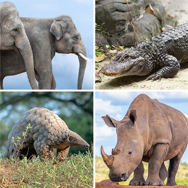 Collage que muestra un elefante, un caimán, un rinoceronte blanco y un pangolín.