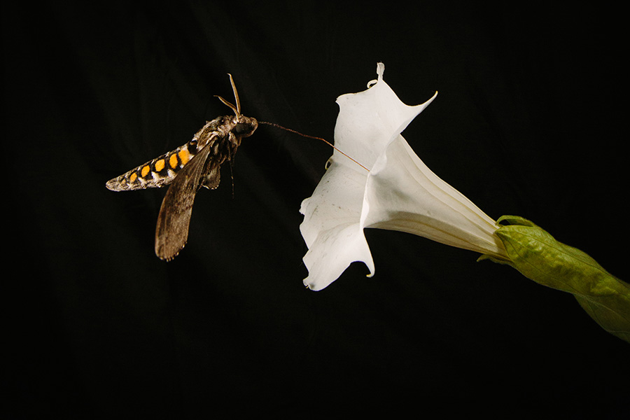 Foto de una polilla del gusano del tabaco en vuelo acercándose a una gran flor blanca en forma de trompeta. El fondo es oscuro.