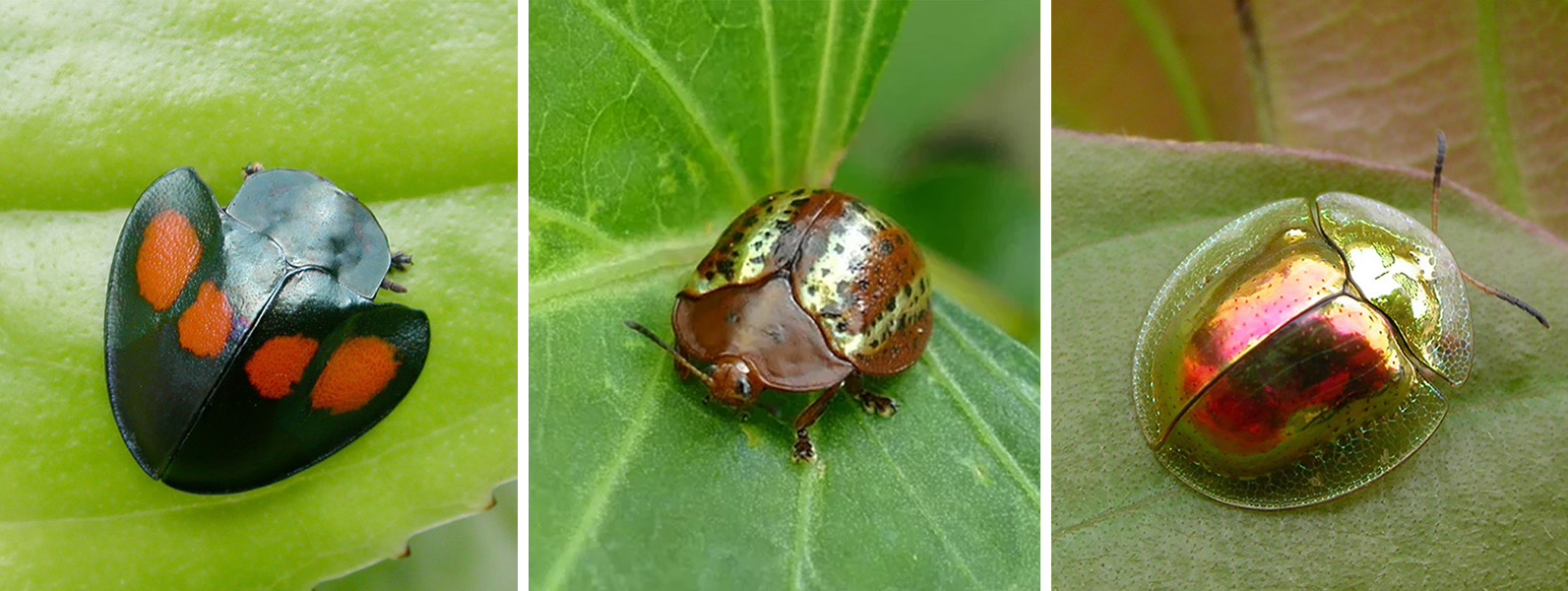 Tres fotos muestran insectos voladores pequeños, redondos y posados sobre hojas verdes.