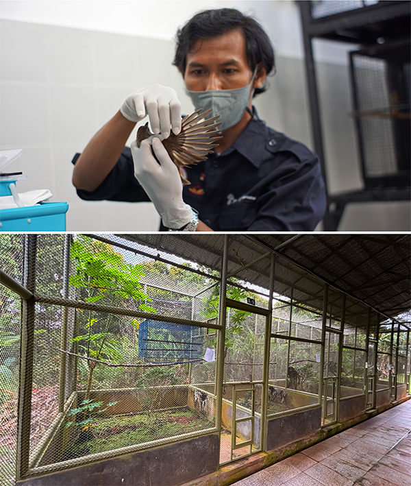 Aves en el santuario Un hombre con mascarilla médica examina el ala de un pájaro (arriba); grandes pajareras llenas de vegetación al aire libre (abajo).