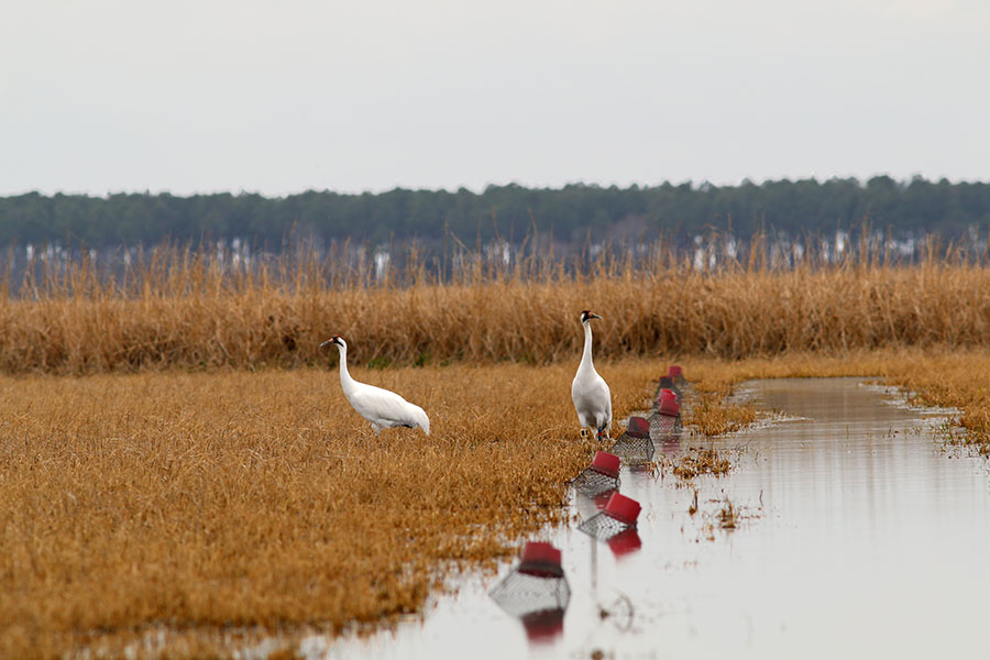 Grullas trompeteras Dos grandes grullas blancas de pie sobre rastrojos de arroz en un campo inundado de agua. Hay boyas rojas y blancas en el agua.