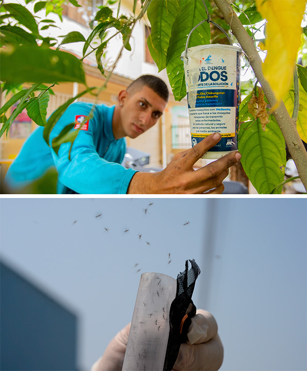 Foto de un hombre examinando unos mosquitos portadores de la bacteria Wolbachia.