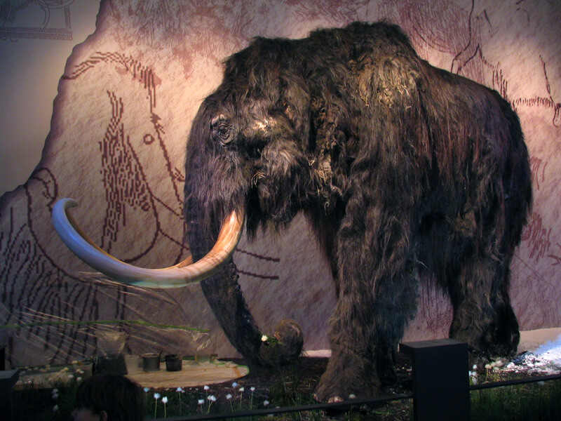 La foto muestra una réplica a tamaño real de un mamut lanudo en una zona de observación cubierta.
