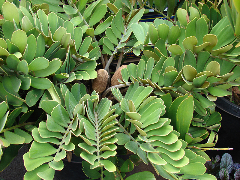 Cícada Una gran cícada verde con hojas pinnadas y dos grandes conos en el centro.