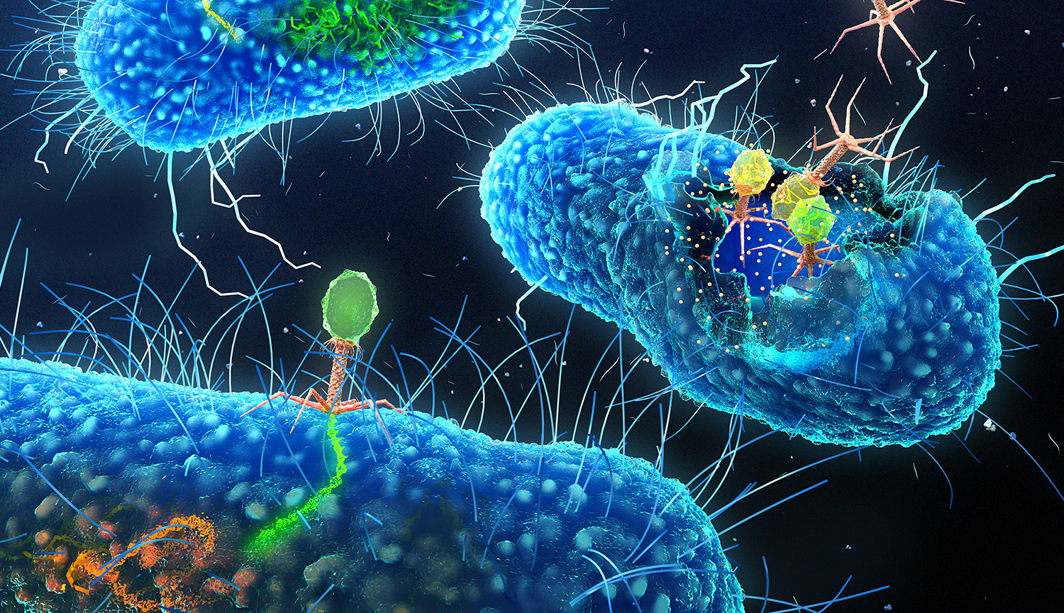 Ilustración conceptual. Bacteriófagos poligonales inyectan su ácido nucleico en una bacteria; en otra parte, nuevos fagos salen de otra bacteria.