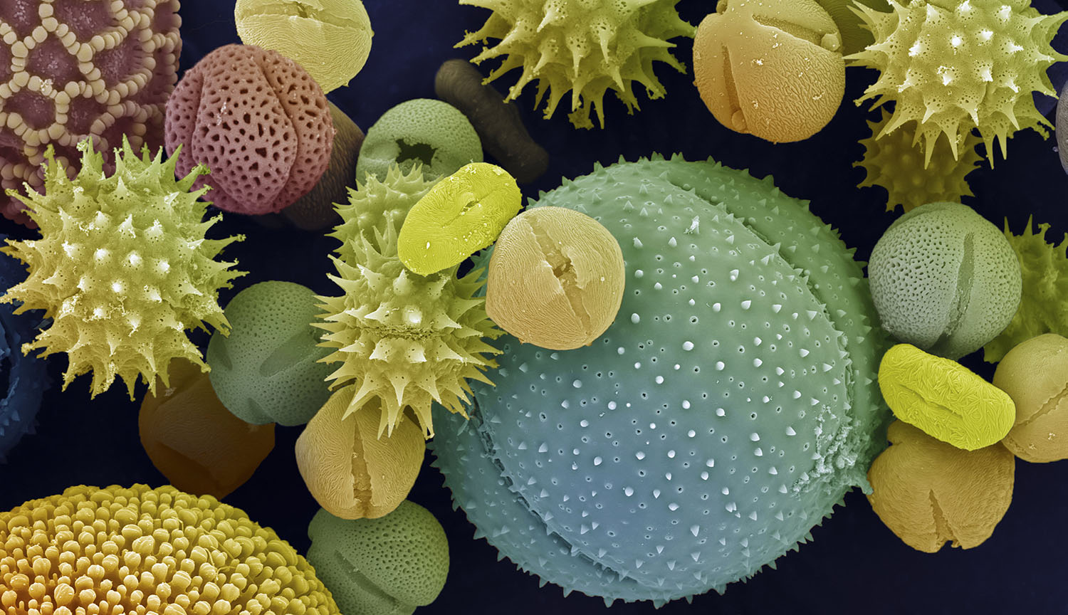 Imagen de microscopio electrónico de barrido de varios granos de polen.