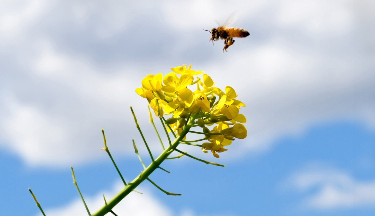 Fotografía de una abeja volando hacia una planta de mostaza con flores amarillas. De fondo, nubes grises y cielo azul.