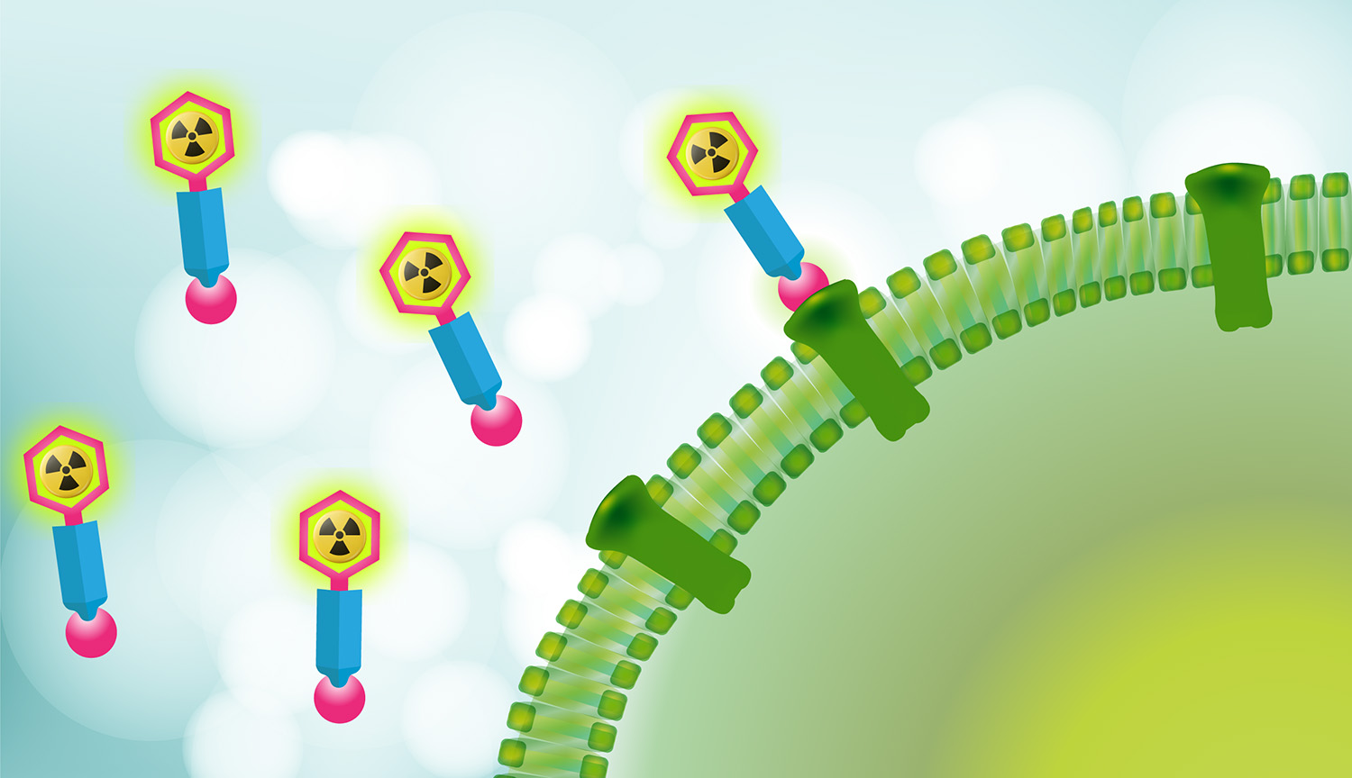 Ilustración conceptual que muestra una porción de una célula con receptores en su membrana. Alrededor flotan pequeñas partículas con símbolos radiactivos en sus puntas; una de ellas está acoplada al receptor.