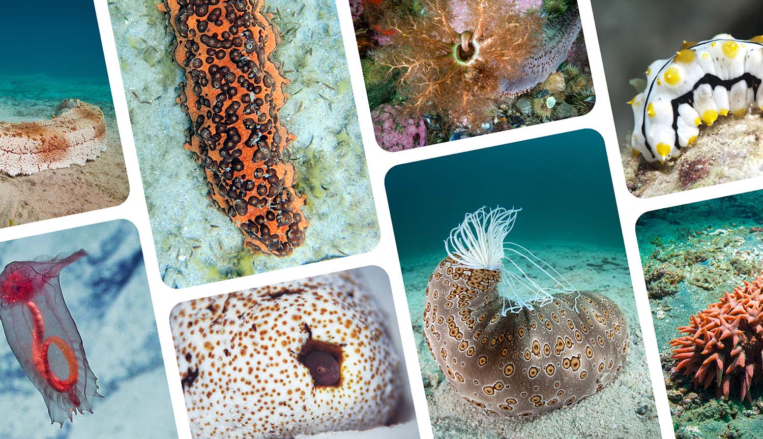 Una colección de fotos de pepinos de mar de diferentes colores y texturas.