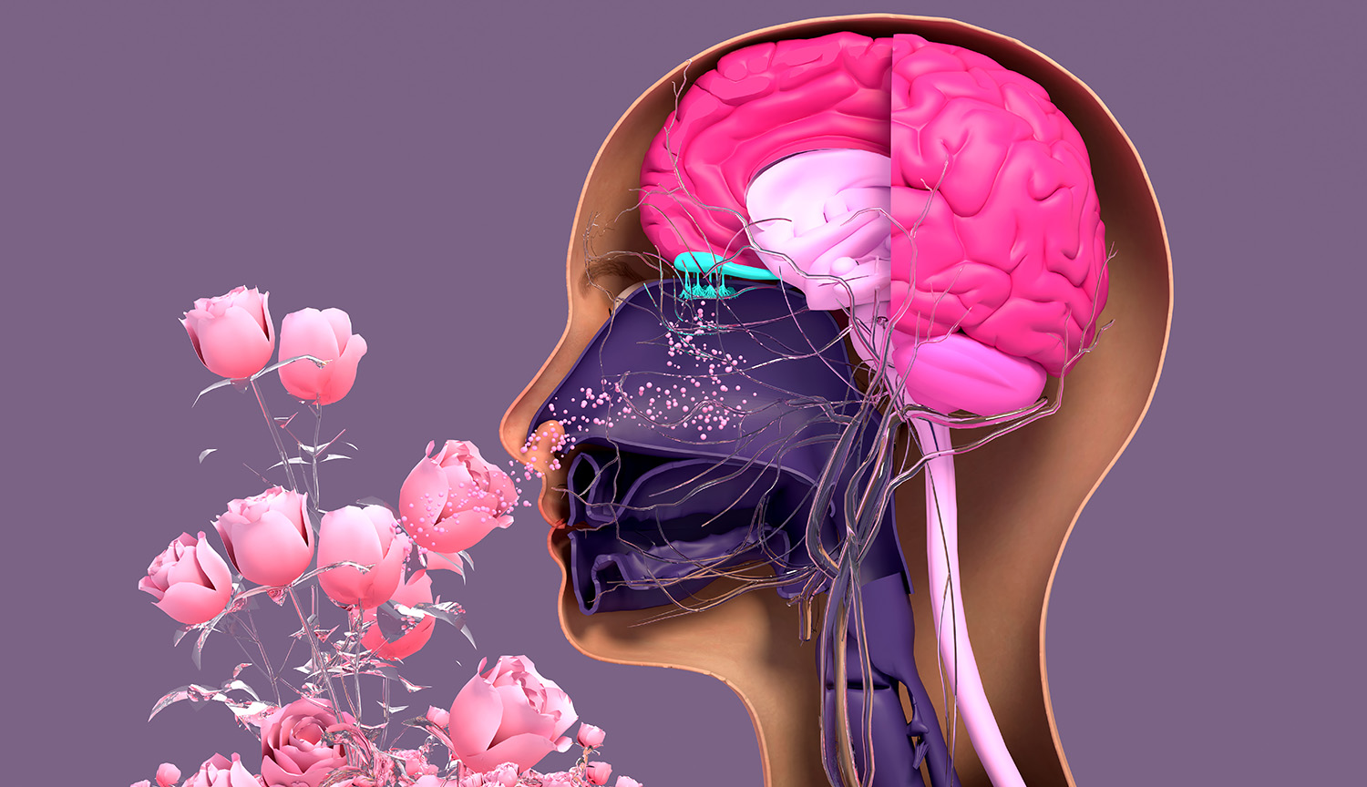 Corte transversal de una cabeza humana oliendo flores.