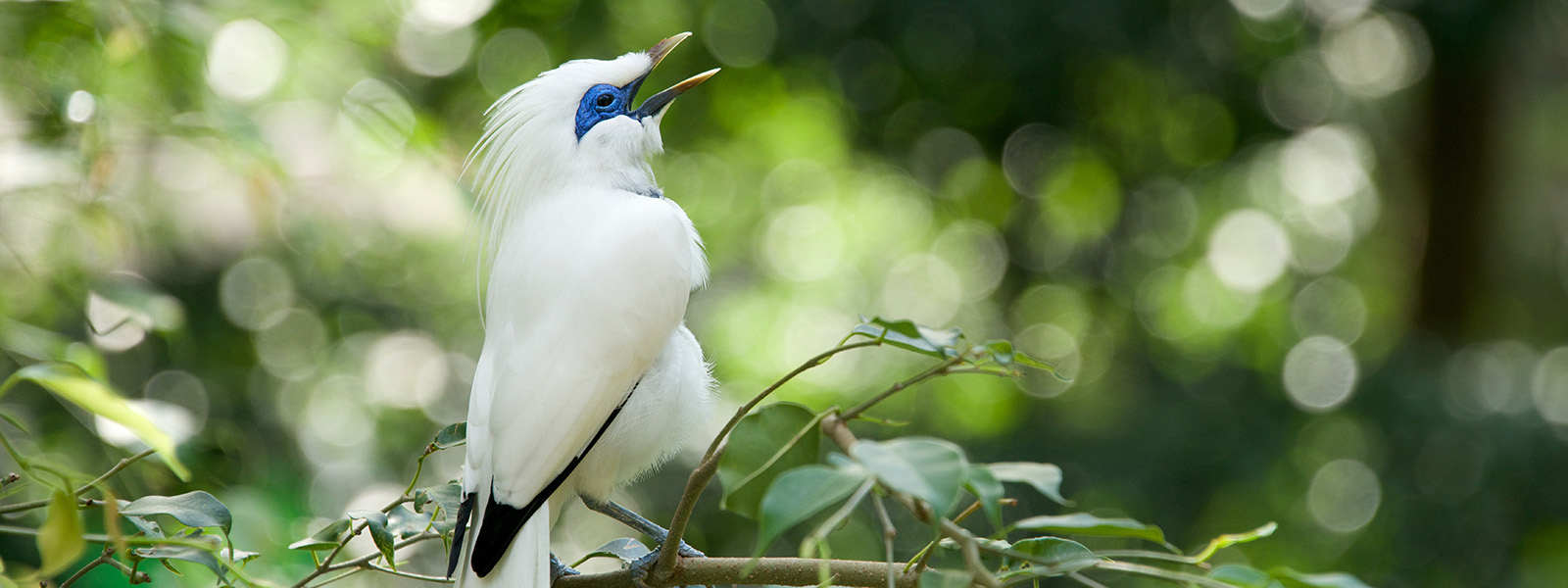 Un pájaro blanco con un parche azul en el ojo canta en una rama.