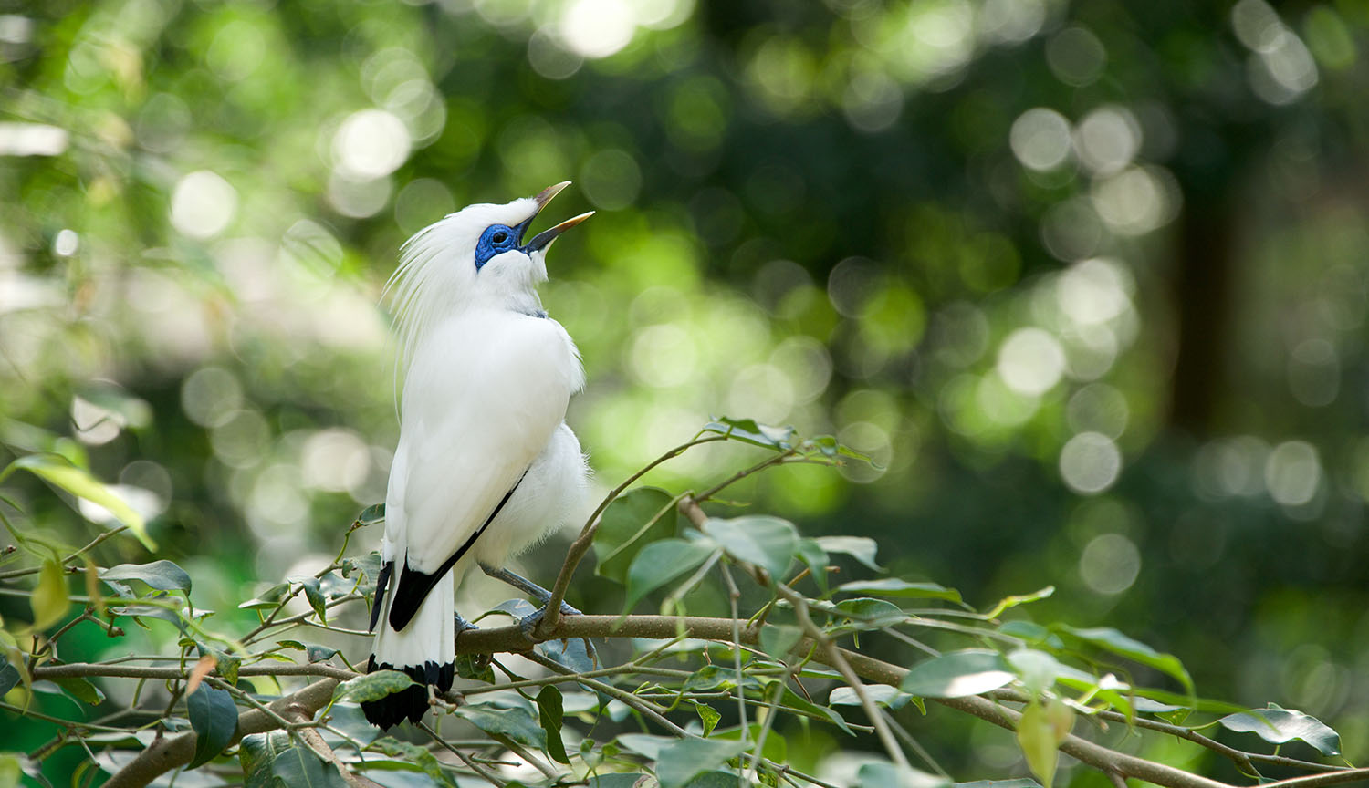 Un pájaro blanco con un parche azul en el ojo canta en una rama.