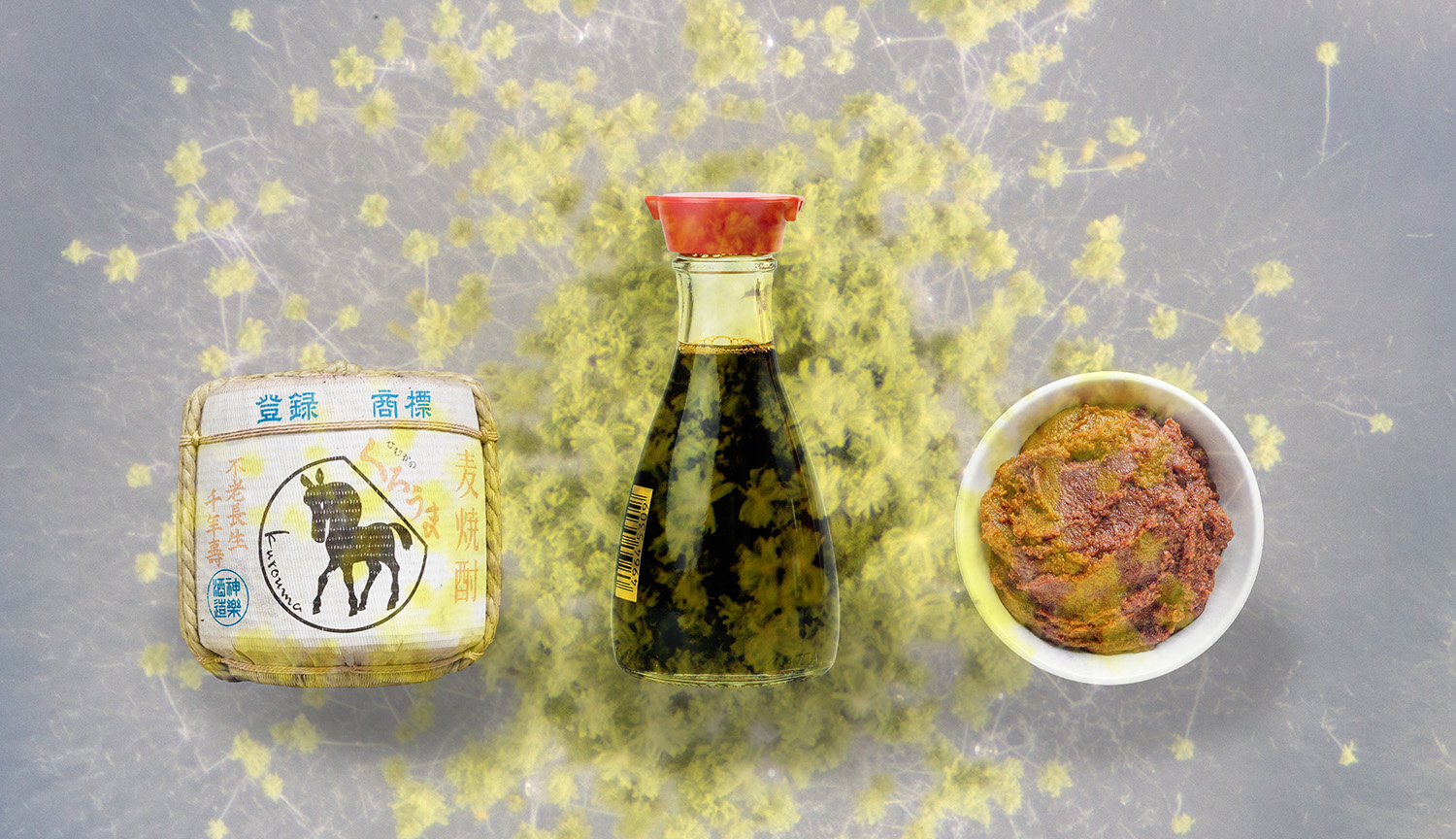 Un barril de sake, un tarro de salsa de soya y un cuenco de pasta de miso sobre un fondo de moho Aspergillus esponjoso, de color amarillo verdoso.