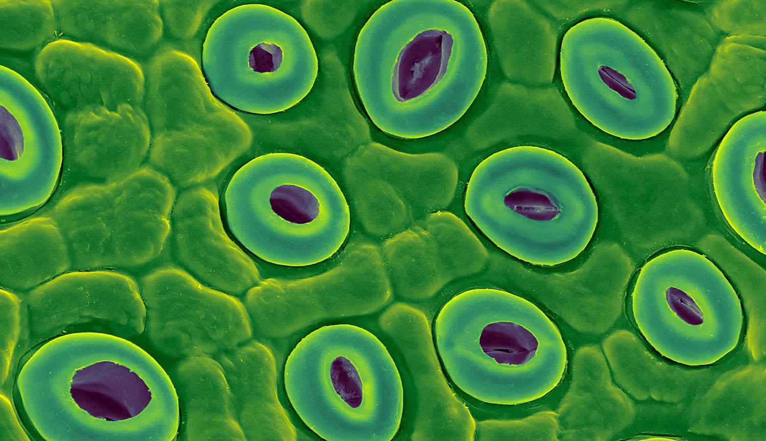 Micrografía electrónica de barrido de estomas y otras células vegetales.