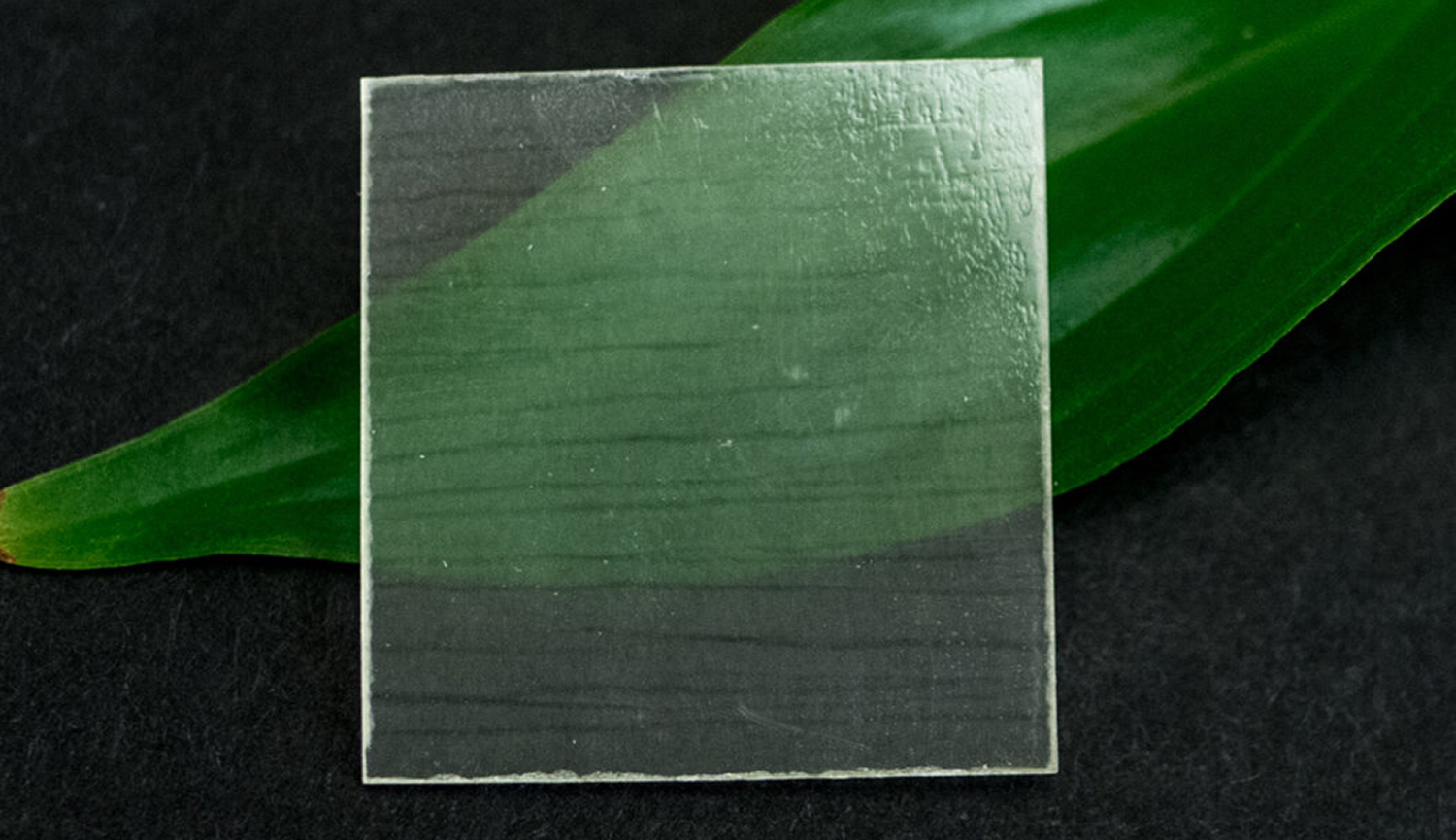 Un trozo cuadrado de madera clara, con una hoja verde detrás.