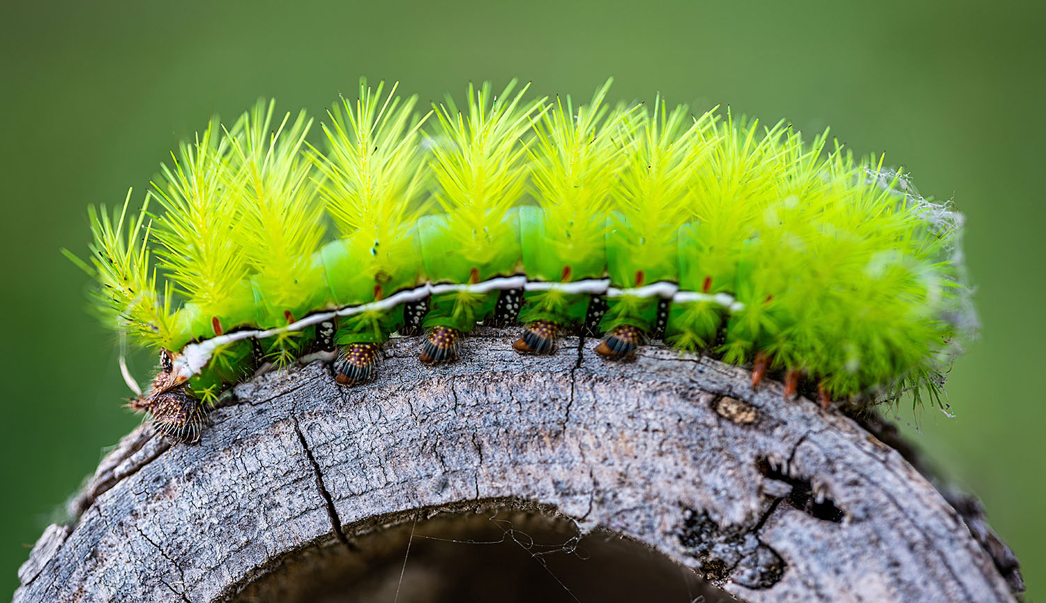 Una oruga erizada de un verde intenso se posa sobre un trozo de madera.