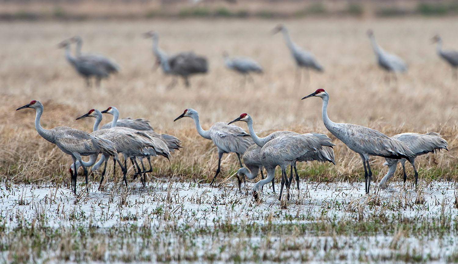 Un grupo de grullas canadienses de color gris paradas entre agua y rastrojos.